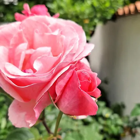 Omo Madela Prázdninový dům