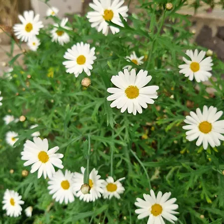 Omo Madela Prázdninový dům